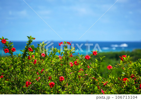 沖縄の青い海と青い空と真っ赤なハイビスカス 106713104