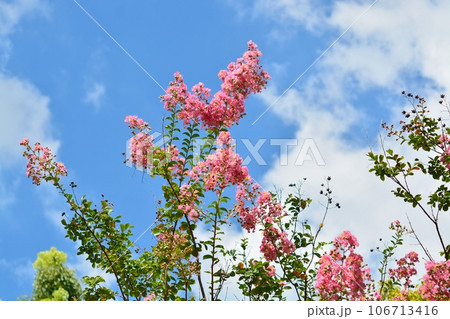 サルスベリの花 106713416