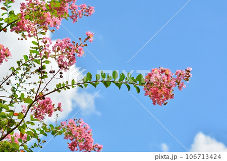 サルスベリの花 106713424