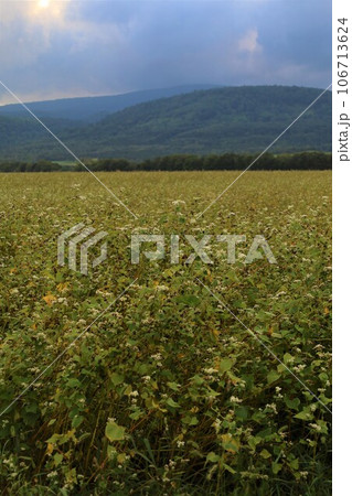 北海道、心安らぐ道北、美深町のファームイントントでオートキャンプを楽しむ夏、蕎麦畑でつかまえて 106713624