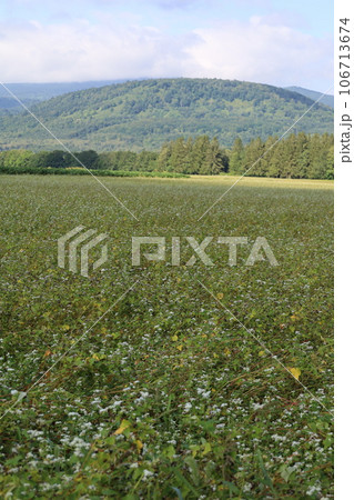 北海道、心安らぐ道北、美深町のファームイントントでオートキャンプを楽しむ夏、蕎麦畑でつかまえて 106713674