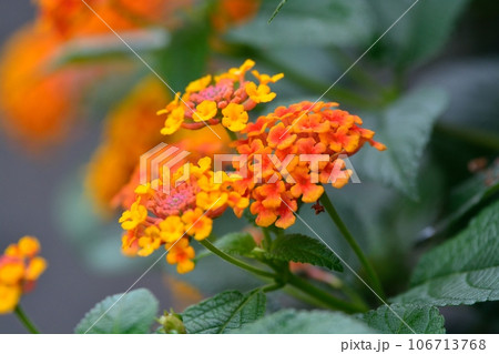 ランタナの花 106713768
