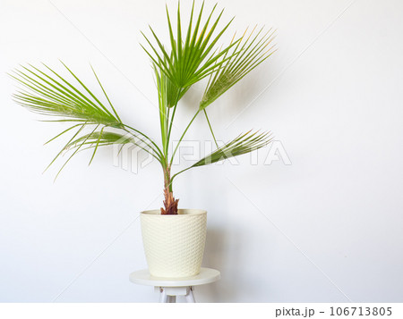 Washingtonia filifera at home Washingtonia filifera at home 106713805