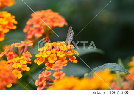 ランタナの花と蝶々 ランタナの花と蝶々 106713806