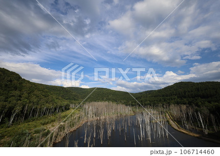 北海道の道北、八月の爽やかなドライブでみつけた森林の町、下川町、サンルダムに流れるサンル川の沈林 106714460