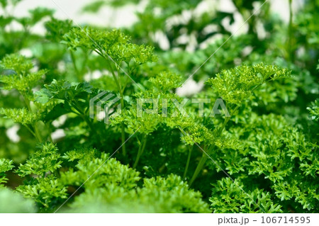 家庭菜園で育てたパセリ 106714595