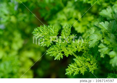 家庭菜園で育てたパセリ 106714597