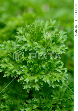 家庭菜園で育てたパセリ 家庭菜園で育てたパセリ 106714599