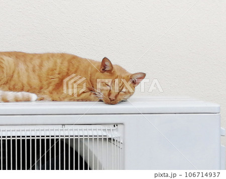住宅の室外機の上で堂々とくつろぐノラ猫の写真 住宅の室外機の上で堂々とくつろぐノラ猫の写真 106714937