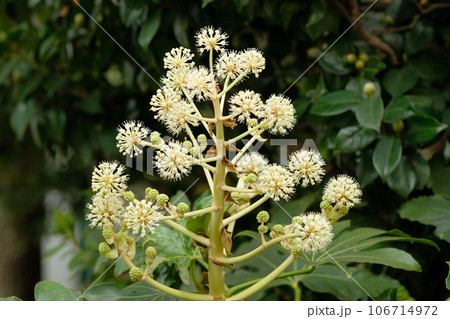 ヤツデの花 ヤツデの花 106714972