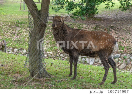 発情期の牡鹿　奈良公園　春日野園地 106714997