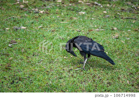 カラス（ハシボソガラス） 106714998