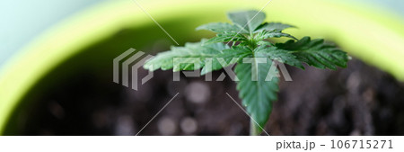 Small young sprout in flower-pot close-up, selected focus, shallow depth of field. Small young sprout in flower-pot close-up, selected focus, shallow depth of field. 106715271