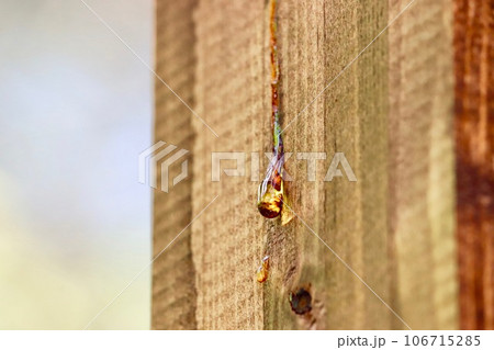 木の柱から染み出すヤニ 106715285