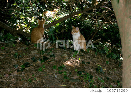 お城の野良猫 唐津城の風景 お城の野良猫 唐津城の風景 106715290