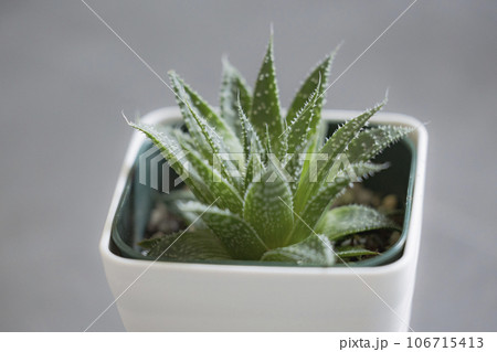 鉢植え多肉植物 アロエ 綾錦 鉢植え多肉植物 アロエ 綾錦 106715413