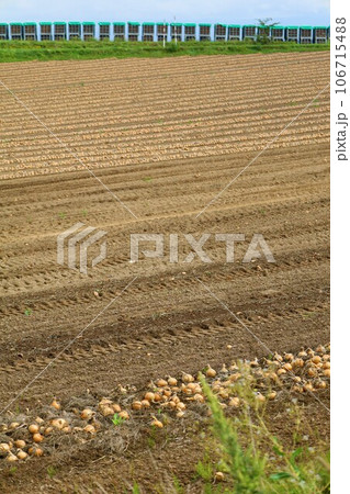 北海道、パッチワークの丘の町美瑛、玉ねぎの収穫が進む九月初旬の頃、菜の花畑と美瑛の丘 106715488