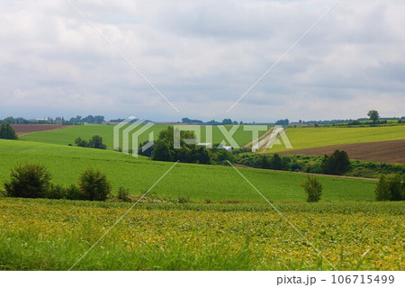 北海道、パッチワークの丘の町美瑛、玉ねぎの収穫が進む九月初旬の頃、菜の花畑と美瑛の丘 北海道、パッチワークの丘の町美瑛、玉ねぎの収穫が進む九月初旬の頃、菜の花畑と美瑛の丘 106715499