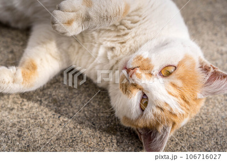 クローズアップ・猫 106716027