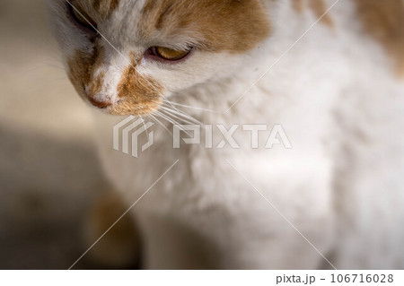 クローズアップ・猫 クローズアップ・猫 106716028