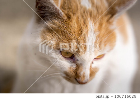 クローズアップ・猫 106716029
