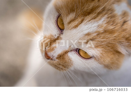クローズアップ・猫 106716033