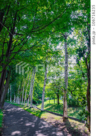 札幌　西野緑道の風景 106716235