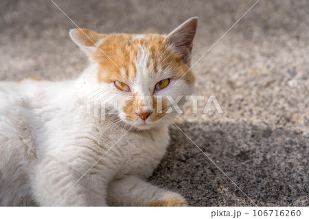 クローズアップ・猫 クローズアップ・猫 106716260
