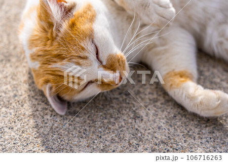 クローズアップ・猫 106716263