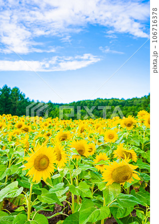 名寄市　ひまわり畑の風景 106716378