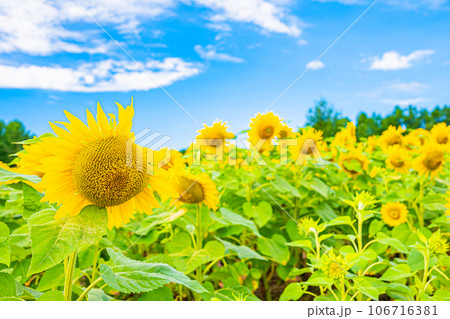 名寄市　ひまわり畑の風景 106716381
