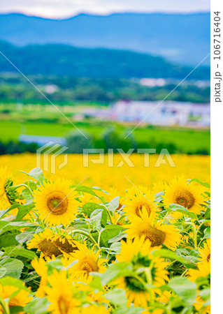 名寄市 ひまわり畑の風景 名寄市 ひまわり畑の風景 106716404