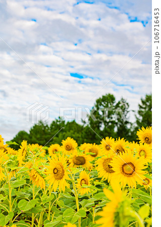 名寄市ひまわり畑の風景 名寄市ひまわり畑の風景 106716453