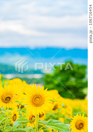 名寄市ひまわり畑の風景 106716454