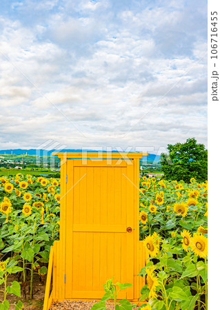 名寄市ひまわり畑の風景 106716455
