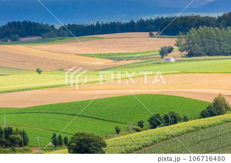 美瑛の麦畑 106716480