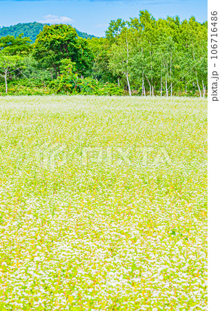 幌加内町　白銀の丘の風景 106716486