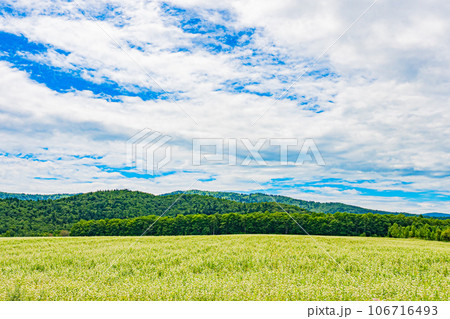 幌加内町　白銀の丘の風景 106716493