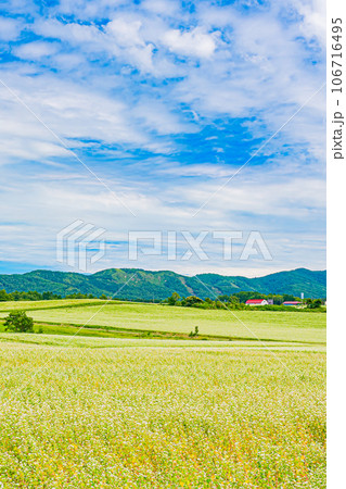 幌加内町 白銀の丘の風景 幌加内町 白銀の丘の風景 106716495