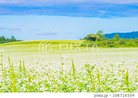 幌加内町 白銀の丘の風景 幌加内町 白銀の丘の風景 106716504
