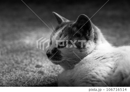 キャット・ライフ キャット・ライフ 106716514