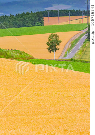 美瑛の麦畑 美瑛の麦畑 106716541