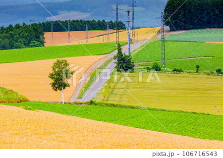 美瑛の麦畑 美瑛の麦畑 106716543