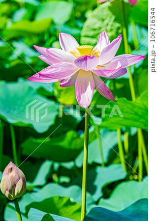 安平町 ハスの花の風景 安平町 ハスの花の風景 106716544