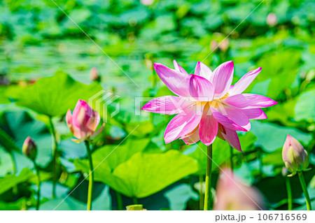 安平町　ハスの花の風景 106716569