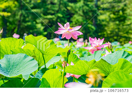 安平町 ハスの花の風景 安平町 ハスの花の風景 106716573