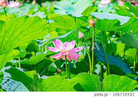 安平町 ハスの花の風景 安平町 ハスの花の風景 106716581