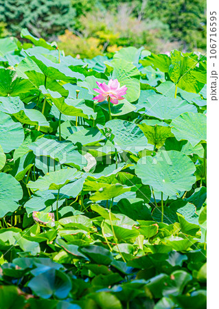 安平町　ハスの花の風景 106716595
