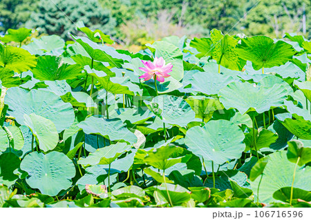 安平町　ハスの花の風景 106716596