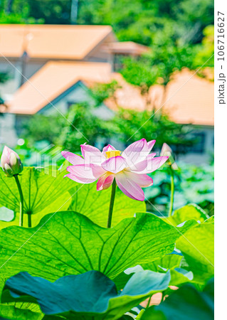 安平町 ハスの花の風景 安平町 ハスの花の風景 106716627